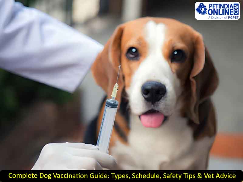 Complete Dog Vaccination Guide: Types, Schedule, Safety Tips & Vet Advice