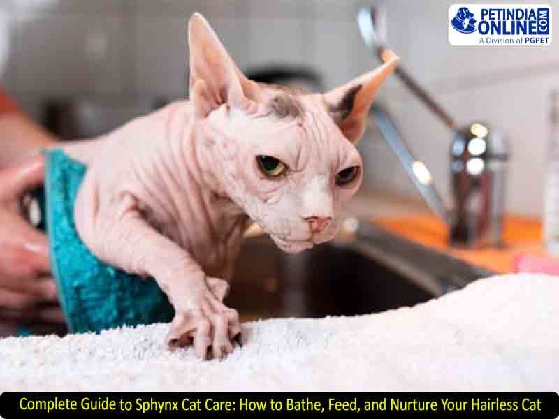 Complete Guide to Sphynx Cat Care: How to Bathe, Feed, and Nurture Your Hairless Cat