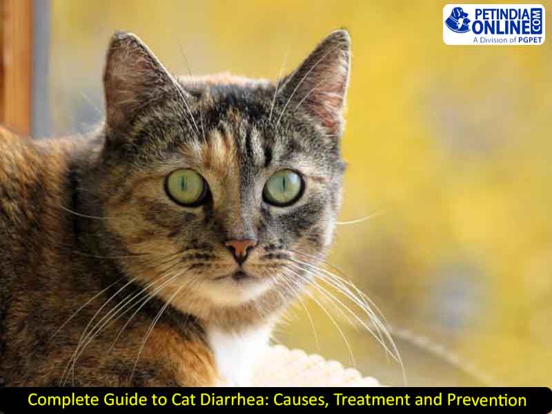 Complete Guide to Cat Diarrhea: Causes, Treatment and Prevention