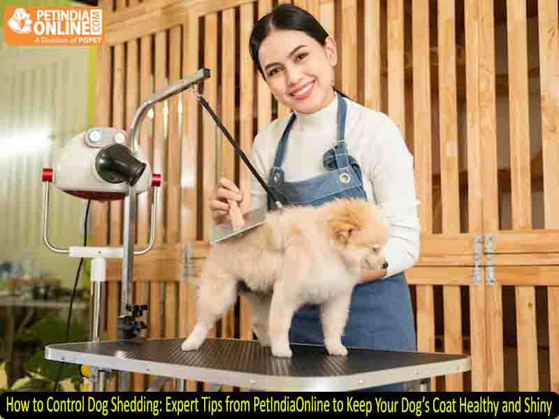 How to Control Dog Shedding: Expert Tips from PetIndiaOnline to Keep Your Dog’s Coat Healthy and Shiny