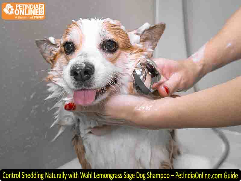 Control Shedding Naturally with Wahl Lemongrass Sage Dog Shampoo – PetIndiaOnline.com Guide