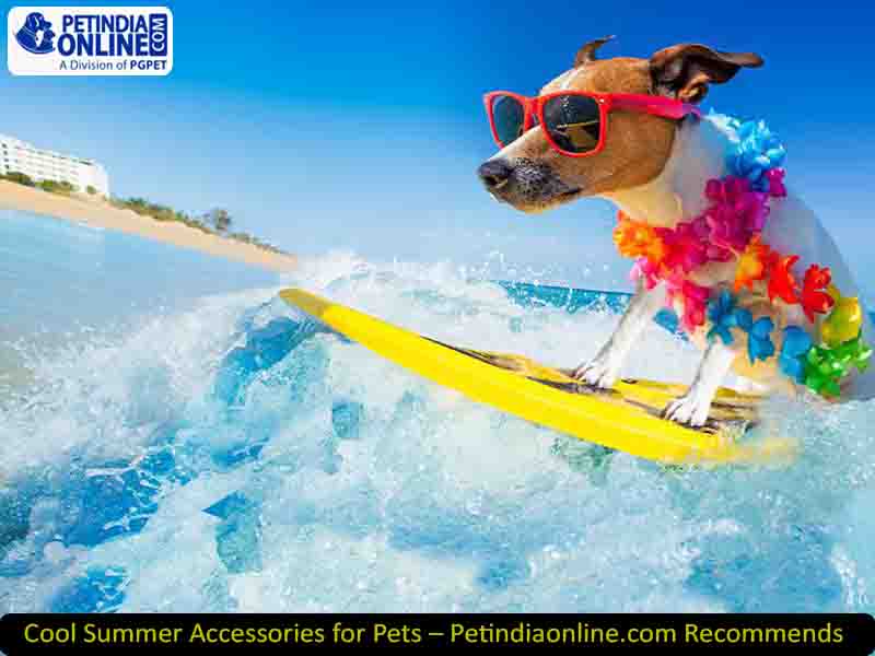 Cool Summer Accessories for Pets – Petindiaonline.com Recommends!