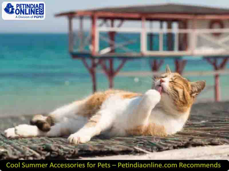 Cool Summer Accessories for Pets – Petindiaonline.com Recommends