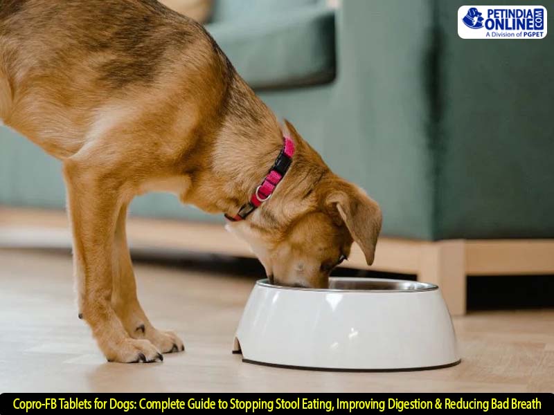 Copro-FB Tablets for Dogs: Complete Guide to Stopping Stool Eating, Improving Digestion & Reducing Bad Breath