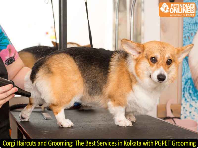 Corgi Haircuts and Grooming: The Best Services in Kolkata with PGPET Grooming