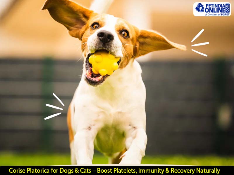 Corise Platorica for Dogs & Cats – Boost Platelets, Immunity & Recovery Naturally