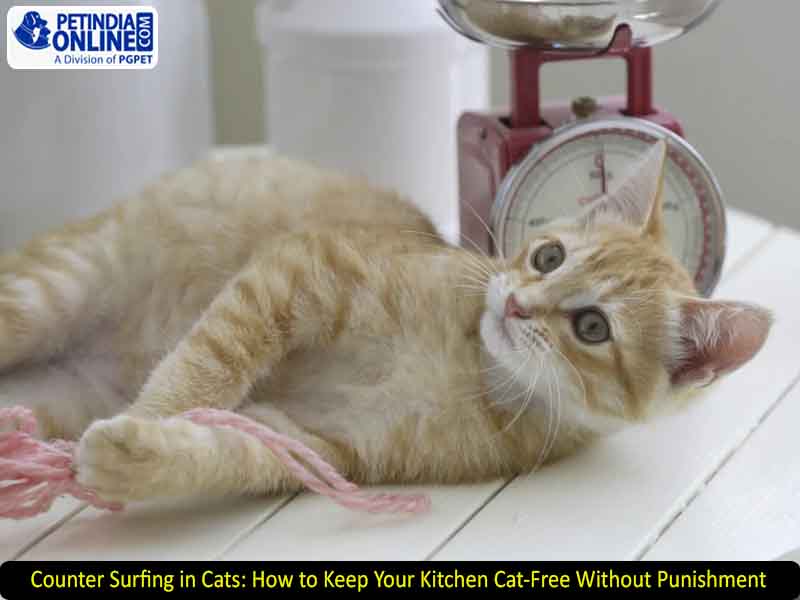 Counter Surfing in Cats: How to Keep Your Kitchen Cat-Free Without Punishment