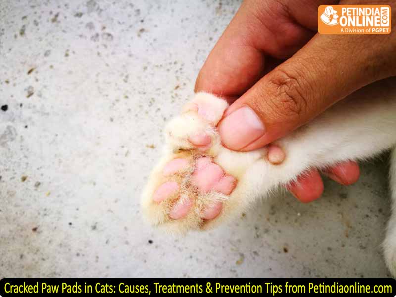 Cracked Paw Pads in Cats: Causes, Treatments & Prevention Tips from Petindiaonline.com