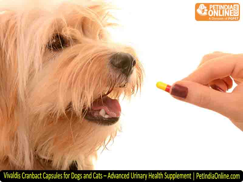 Vivaldis Cranbact Capsules for Dogs and Cats – Advanced Urinary Health Supplement | PetIndiaOnline.com