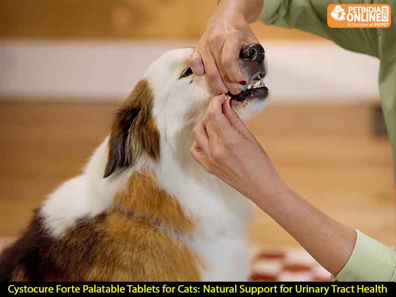 Cystocure Forte Palatable Tablets for Cats: Natural Support for Urinary Tract Health