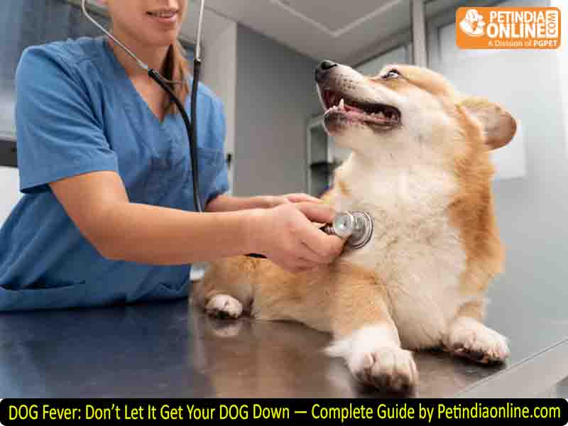 DOG Fever: Don’t Let It Get Your DOG Down — Complete Guide by Petindiaonline.com
