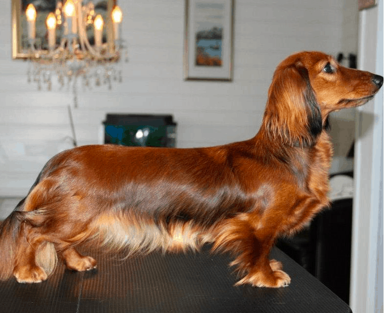 Long Haired Dachshund Haircut: Complete Grooming Guide & Trusted Services by PetIndiaOnline