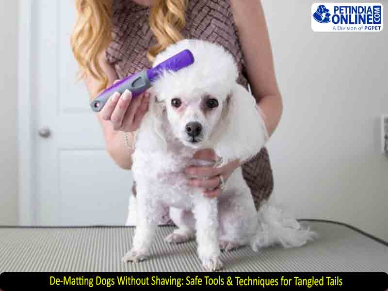 De-Matting Dogs Without Shaving: Safe Tools & Techniques for Tangled Tails