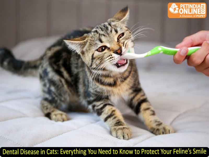 Dental Disease in Cats: Everything You Need to Know to Protect Your Feline’s Smile
