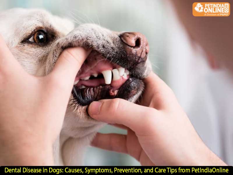 Dental Disease in Dogs: Causes, Symptoms, Prevention, and Care Tips from PetIndiaOnline