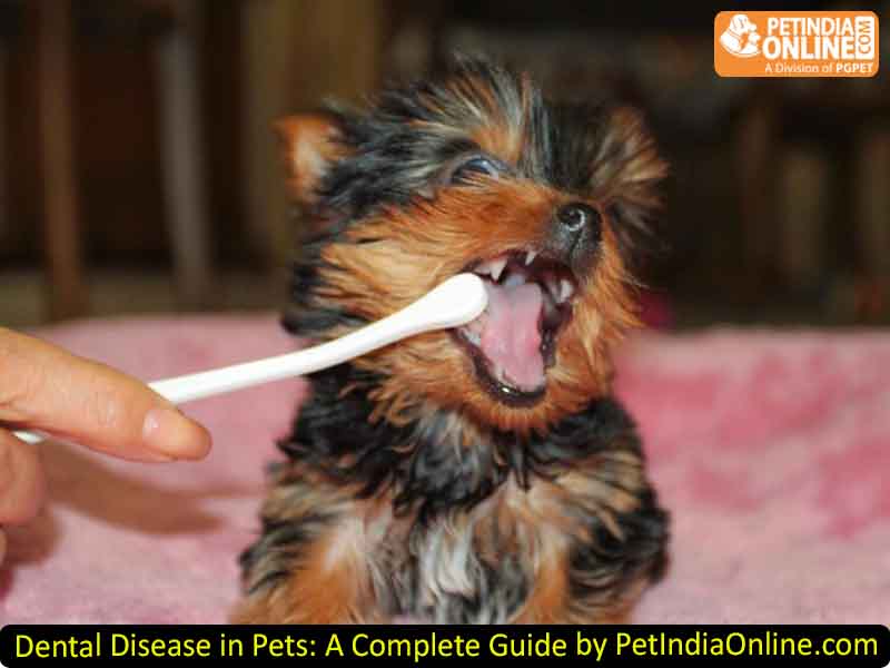 Dental Disease in Pets: A Complete Guide by PetIndiaOnline.com