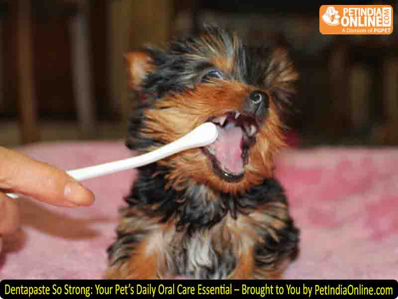 Dentapaste So Strong: Your Pet’s Daily Oral Care Essential – Brought to You by PetIndiaOnline.com