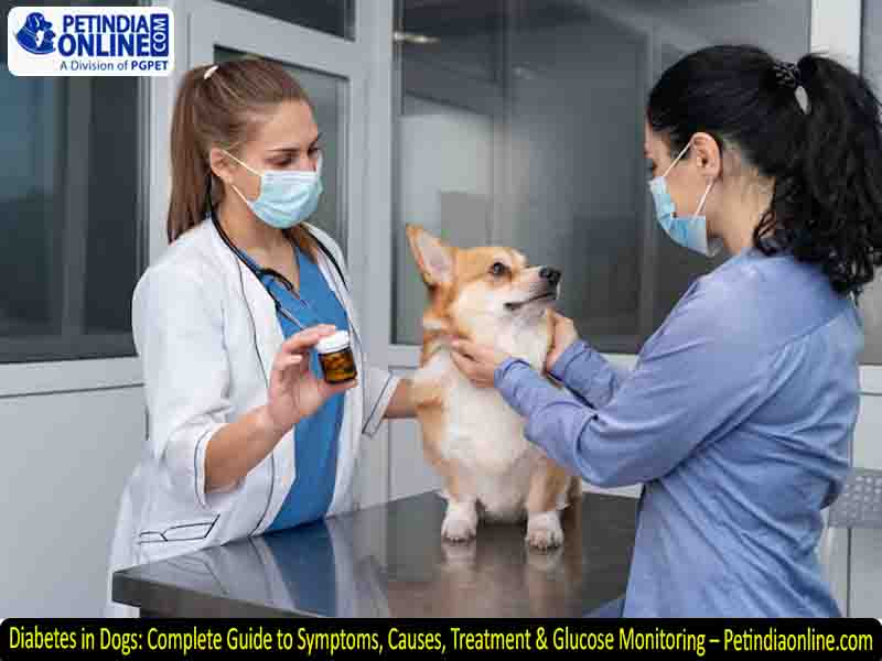 Diabetes in Dogs: Complete Guide to Symptoms, Causes, Treatment & Glucose Monitoring – Petindiaonline.com