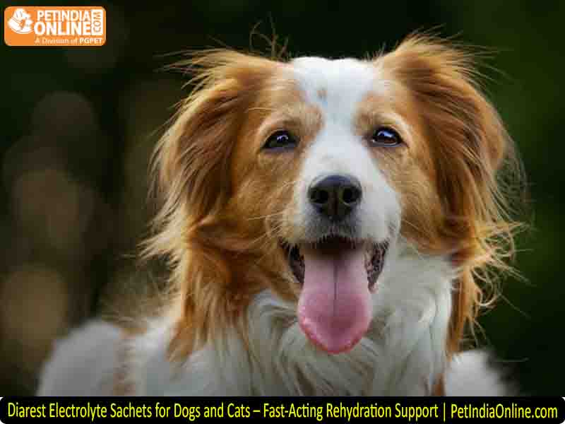  Diarest Electrolyte Sachets for Dogs and Cats – Fast-Acting Rehydration Support | PetIndiaOnline.com