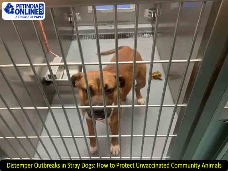 Distemper Outbreaks in Stray Dogs: How to Protect Unvaccinated Community Animals