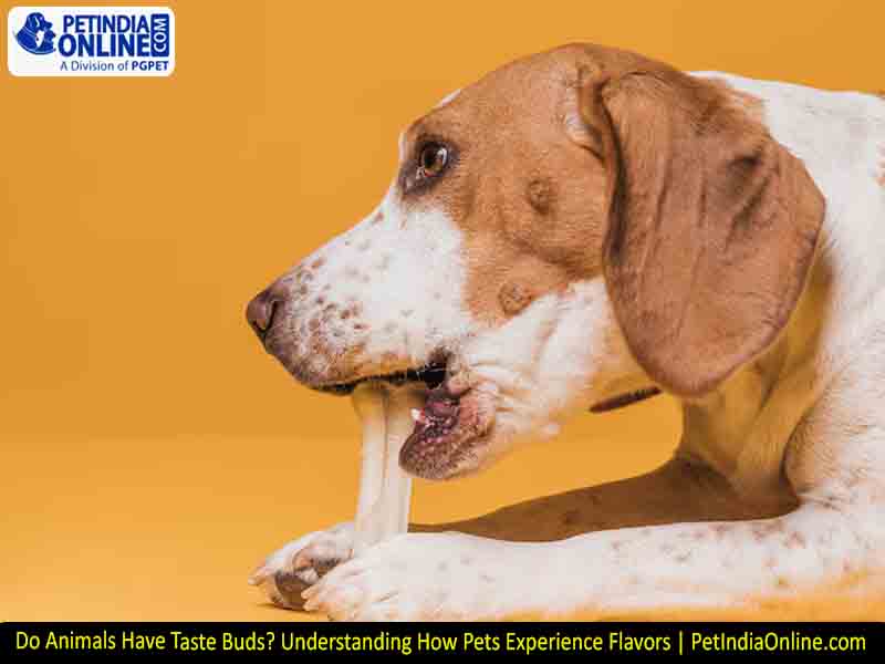 Do Animals Have Taste Buds? Understanding How Pets Experience Flavors | PetIndiaOnline.com