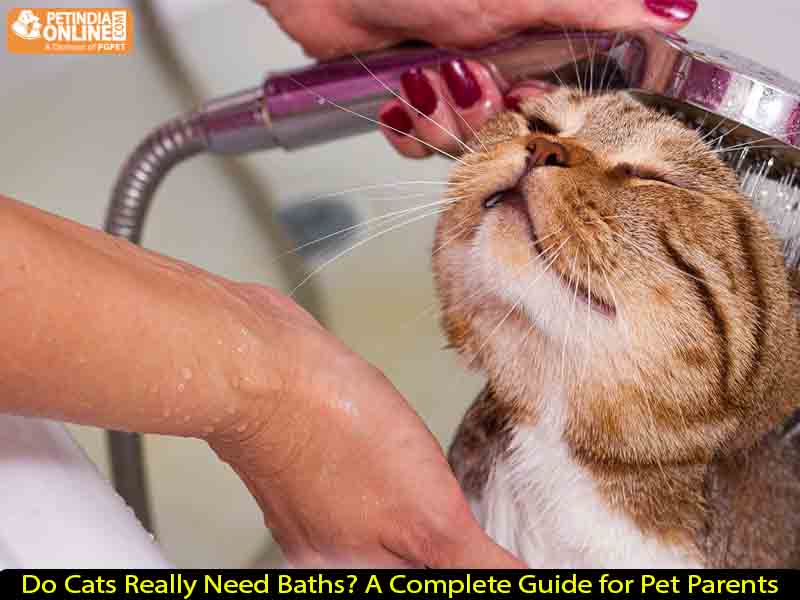 Do Cats Really Need Baths? A Complete Guide for Pet Parents