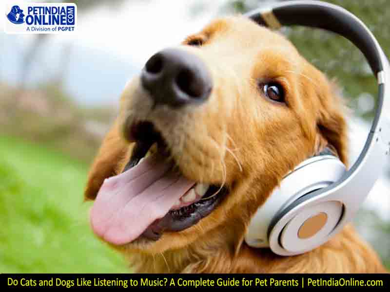 Do Cats and Dogs Like Listening to Music? A Complete Guide for Pet Parents | PetIndiaOnline.com