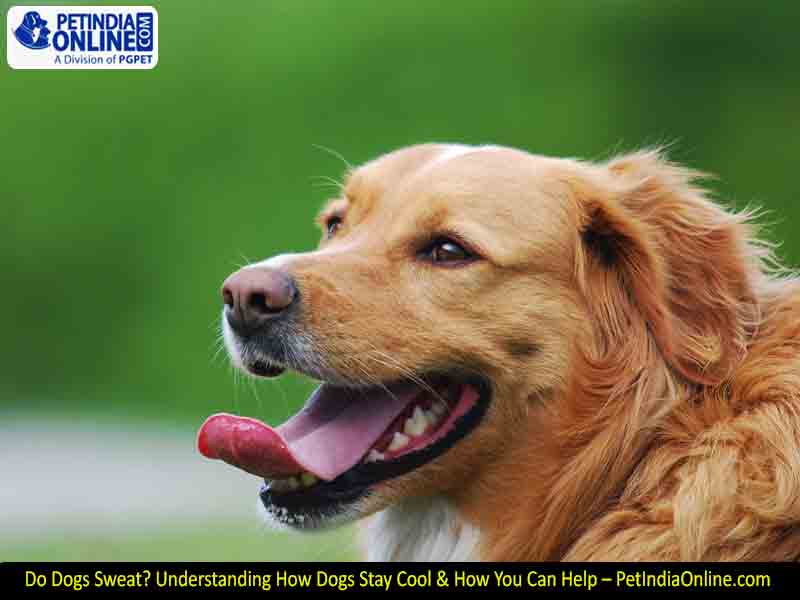 Do Dogs Sweat? Understanding How Dogs Stay Cool & How You Can Help – PetIndiaOnline.com