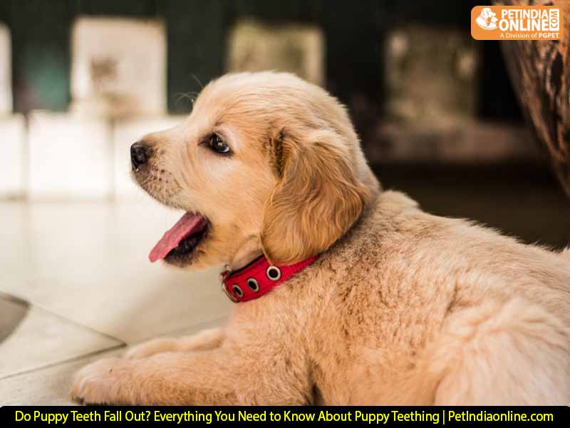 Do Puppy Teeth Fall Out? Everything You Need to Know About Puppy Teething | PetIndiaonline.com