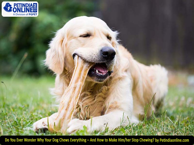 Do You Ever Wonder Why Your Dog Chews Everything – And How to Make Him/her Stop Chewing? by Petindiaonline.com