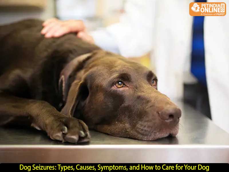 Dog Seizures: Types, Causes, Symptoms, and How to Care for Your Dog