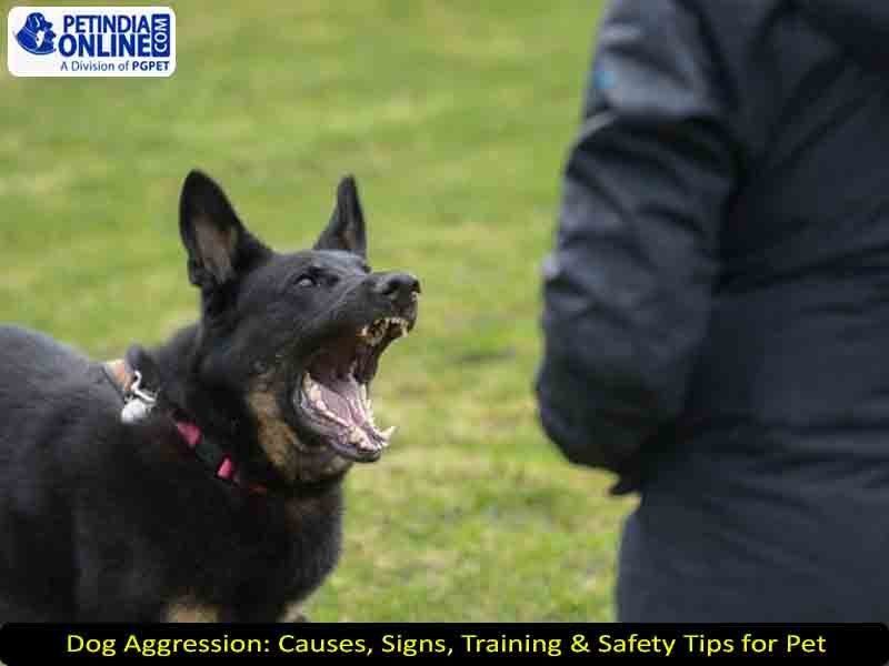 Dog Aggression: Causes, Signs, Training & Safety Tips for Pet 