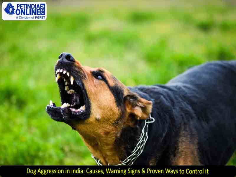 Dog Aggression in India: Causes, Warning Signs & Proven Ways to Control It