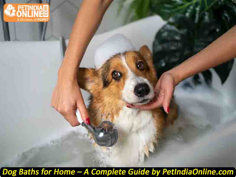 Dog Baths for Home – A Complete Guide by PetIndiaOnline.com