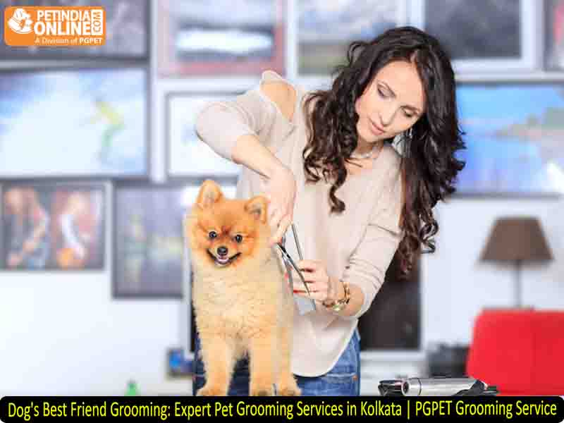 Dog's Best Friend Grooming: Expert Pet Grooming Services in Kolkata | PGPET Grooming Service