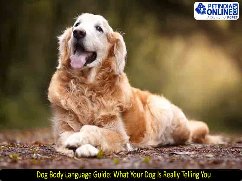Dog Body Language Guide: What Your Dog Is Really Telling You