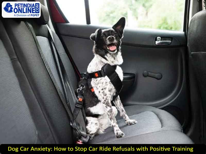 Dog Car Anxiety: How to Stop Car Ride Refusals with Positive Training