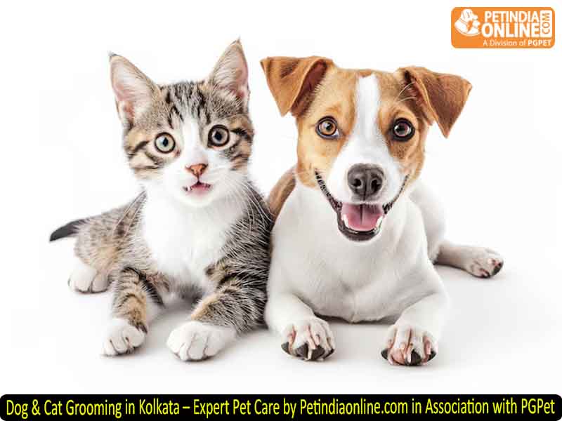 Dog & Cat Grooming in Kolkata – Expert Pet Care by Petindiaonline.com in Association with PGPet