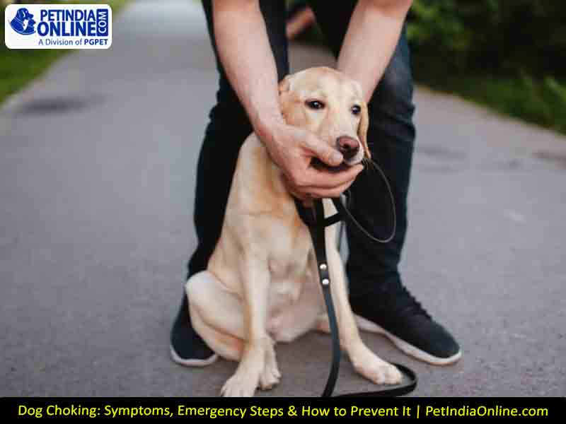 Dog Choking: Symptoms, Emergency Steps & How to Prevent It | PetIndiaOnline.com