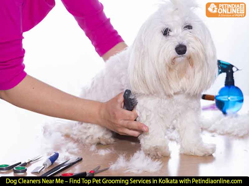 Dog Cleaners Near Me – Find Top Pet Grooming Services in Kolkata with Petindiaonline.com