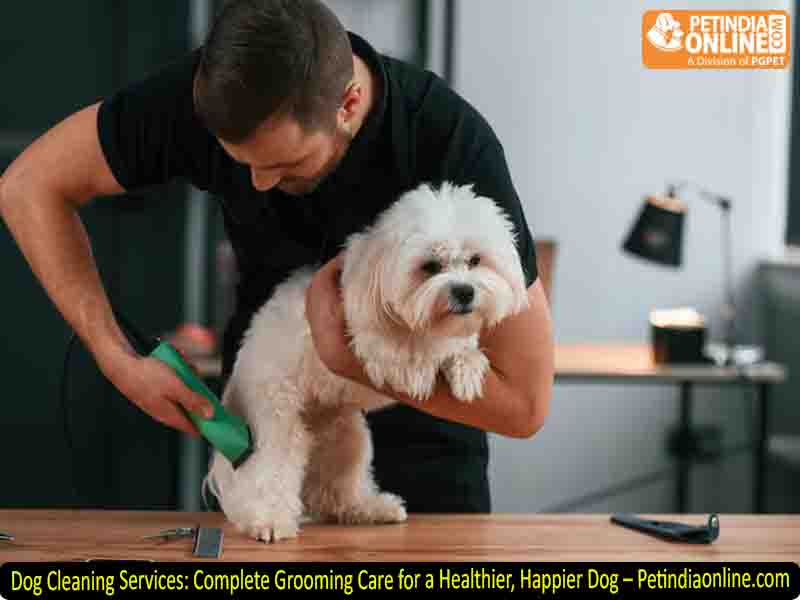 Dog Cleaning Services: Complete Grooming Care for a Healthier, Happier Dog – Petindiaonline.com