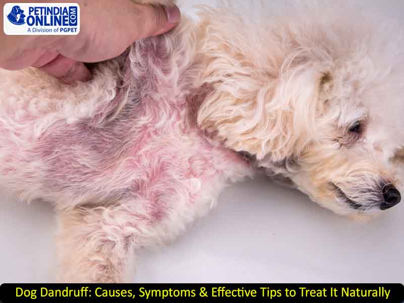 Dog Dandruff: Causes, Symptoms & Effective Tips to Treat It Naturally