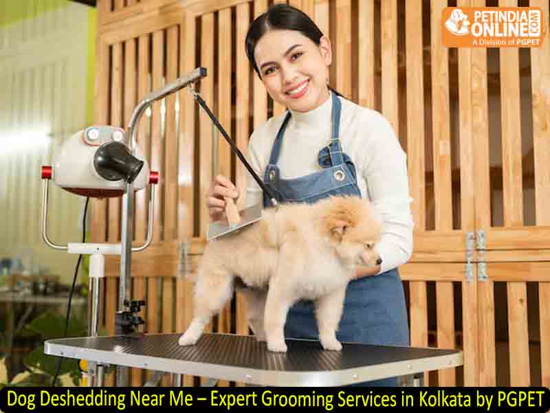 Dog Deshedding Near Me – Expert Grooming Services in Kolkata by PGPET