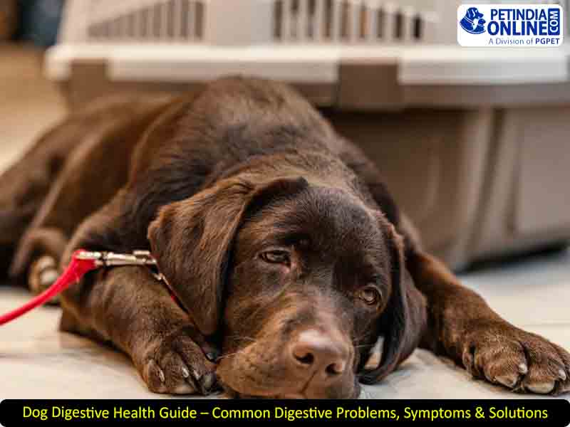 Dog Digestive Health Guide – Common Digestive Problems, Symptoms & Solutions
