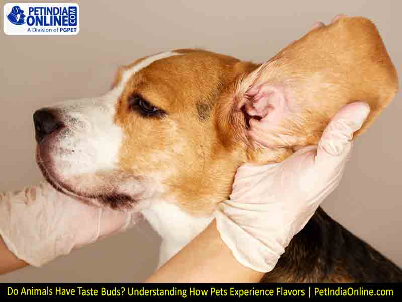 Dog Ear Infection Symptoms, Causes, Treatment & Prevention | PetIndiaOnline.com
