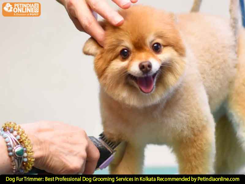 Dog Fur Trimmer: Best Professional Dog Grooming Services in Kolkata Recommended by Petindiaonline.com