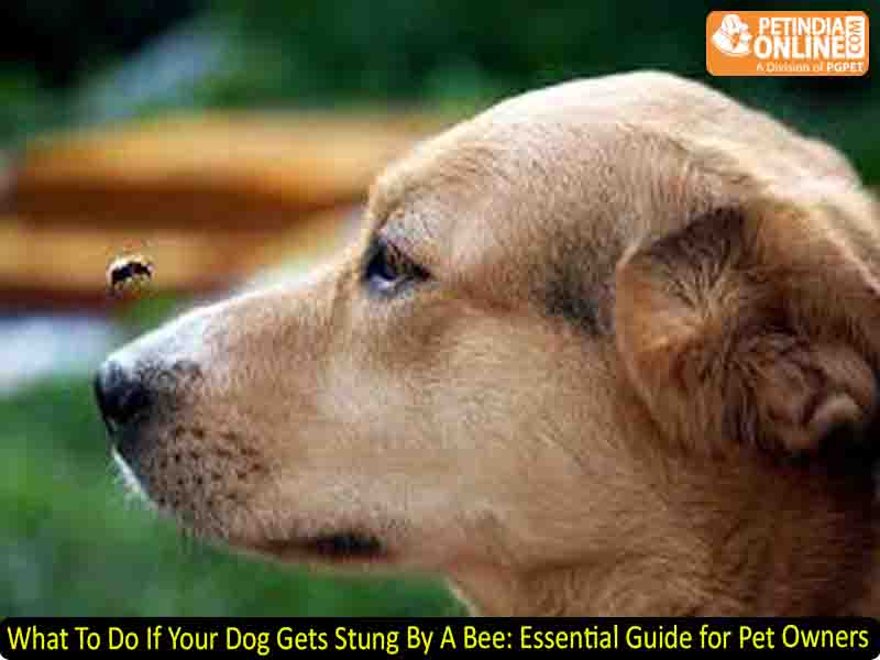 What To Do If Your Dog Gets Stung By A Bee: Essential Guide for Pet Owners