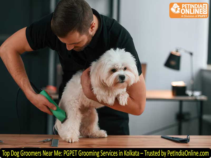 Top Dog Groomers Near Me: PGPET Grooming Services in Kolkata – Trusted by PetIndiaOnline.com