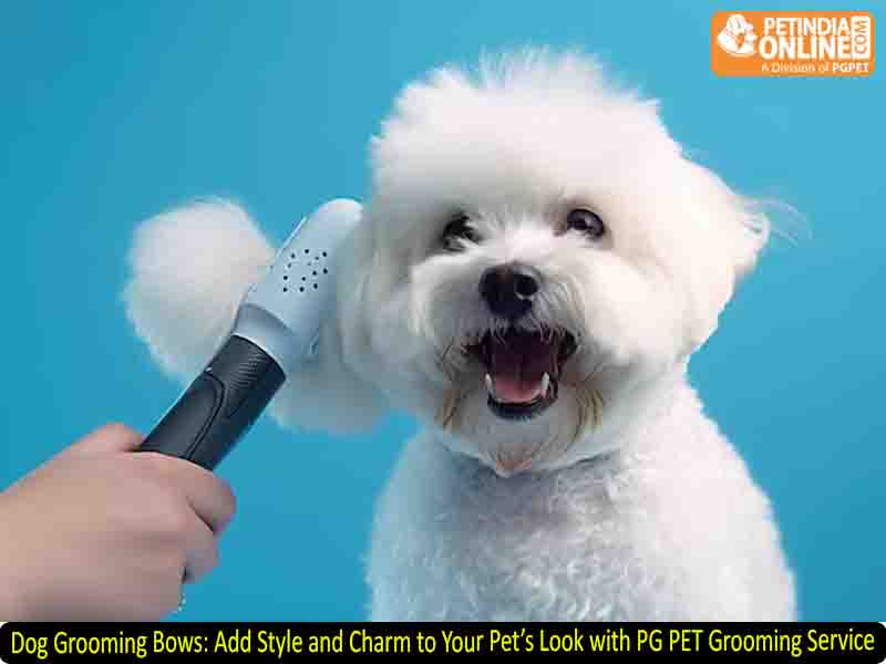 Dog Grooming Bows: Add Style and Charm to Your Pet’s Look with PG PET Grooming Service