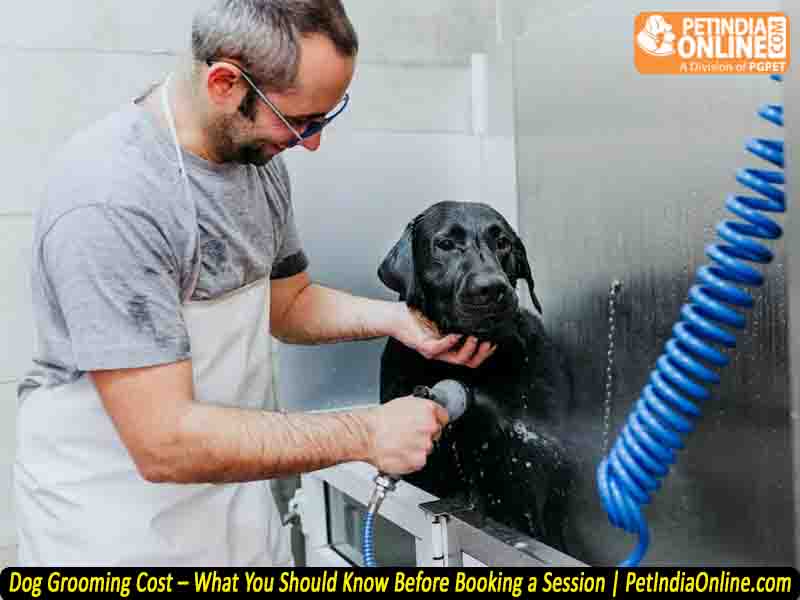 Dog Grooming Cost – What You Should Know Before Booking a Session | PetIndiaOnline.com